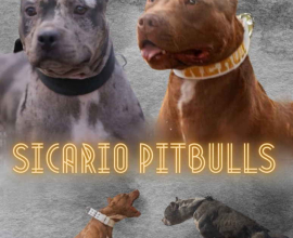 American pitbull terier