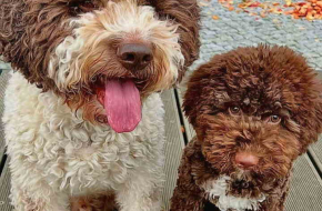 Novo leglo Lagotto romangolo