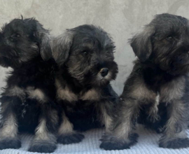 Patuljasti Šnaucer Miniature Schnauzer