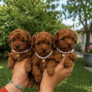 Teacup pudle