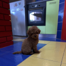 Toy Pudla prelepi štenci