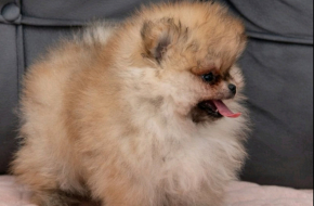 Pomeranac prelepi štenci