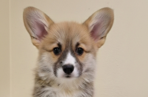 Velški Korgi Pembrok prelepi štenci