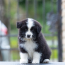 Border Collie Border Koli štenci