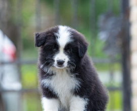 Border Collie Border Koli štenci