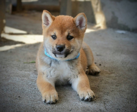 Shiba Inu prelepi štenci