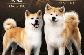 Akita Inu prelepi štenci