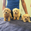 Prelepi Maltipoo štenci