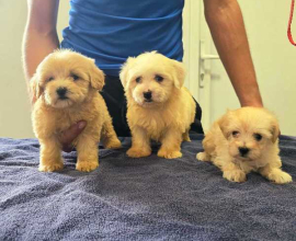 Prelepi Maltipoo štenci