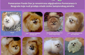 Odgajivačnica Pomeranaca prodaje mlade ženke