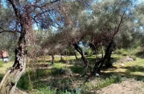 Herceg Novi, građevinski placevi na 1.7 km od centra